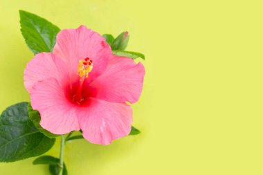 Yeşil arka planda yaprakları olan Hibiscus çiçeği.