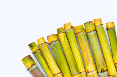 Şeker kamışını dikmek için kes