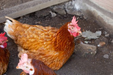 Tavuk çiftliğinde tavuklar. Organik kümes hayvanları.