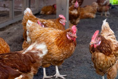 Tavuk çiftliğinde tavuklar. Organik kümes hayvanları.