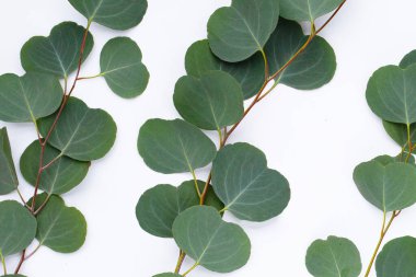 Beyaz üzerine yeşil okaliptüs yaprakları