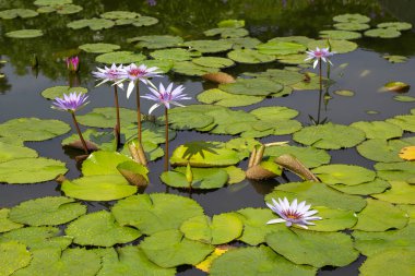 Nymphaea lotus flower with leaves, Beautiful blooming water lily