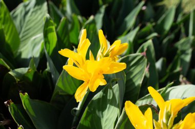 Bahçede yeşil yaprakları olan güzel bir çiçek.