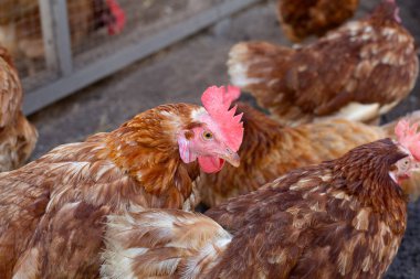 Tavuk çiftliğinde tavuklar. Organik kümes hayvanları.