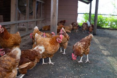 Tavuk çiftliğinde tavuklar. Organik kümes hayvanları.