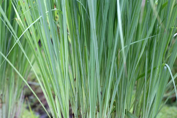 Lemongrass Clump Garden — Fotografia de Stock