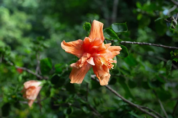 Blossom Hibiscus Flower Tree — 图库照片