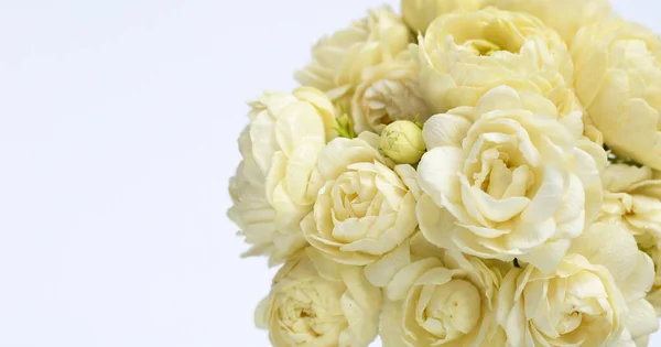 Gelsomino Fiore Sfondo Bianco — Foto Stock