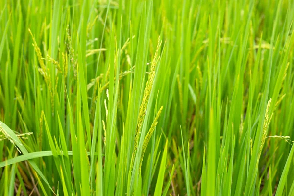 Рисова Рослина Рисовому Полі — стокове фото