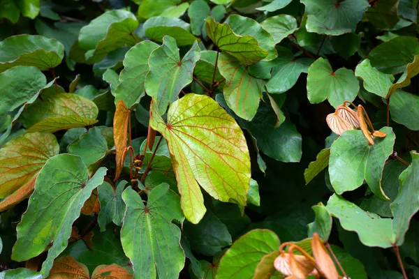 Bauhinia Aureifolia Gold Leaf Bauhinia — Stock Photo, Image