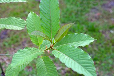 Mitragyna speciosa or kratom plant in the garden