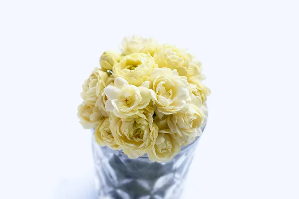 Gelsomino Fiore Sfondo Bianco — Foto Stock
