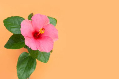 Turuncu arka planda Hibiscus çiçeği.