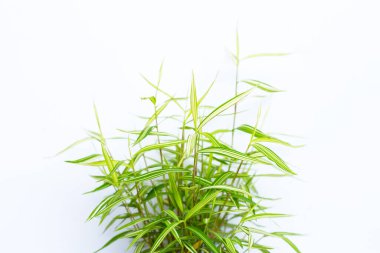 Beyaz arka planda yeşil sarı bitki. Thyrsostachys Siamensis Gamble veya Cat bamboo 'nun üst görünümü