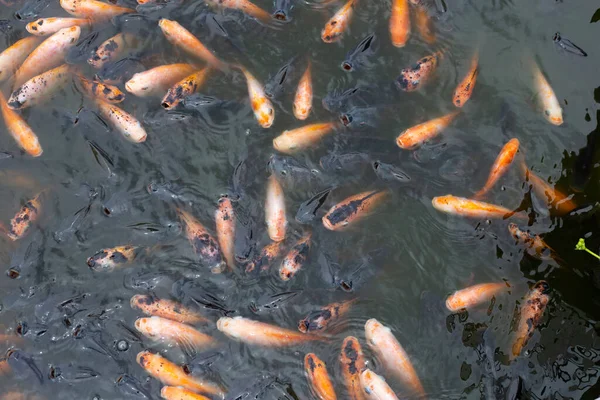 Red Tilapia Fish Pond — Stock Photo, Image