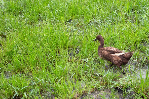 Free range duck farm. Natural organic duck