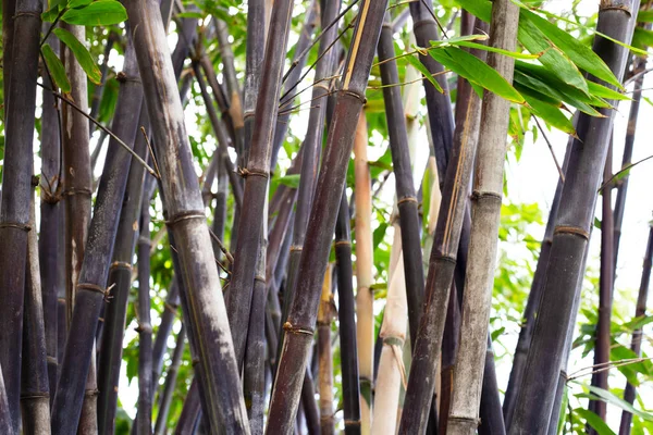 Phyllostachys Nigra Black Bamboo Garden — ストック写真