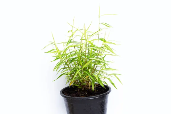 Grün Gelbe Pflanze Topf Auf Weißem Hintergrund Draufsicht Auf Thyrsostachys — Stockfoto