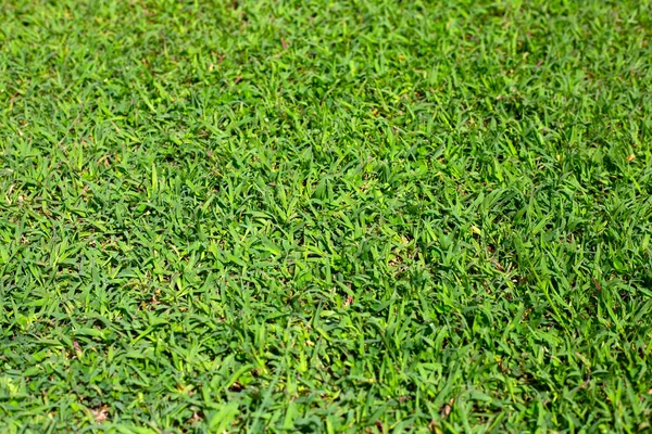 Fresh Lawn Grass Beautiful Green Garden — Stock fotografie