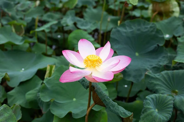 Pink Lotus Flower Blooming Pond Green Leaves —  Fotos de Stock