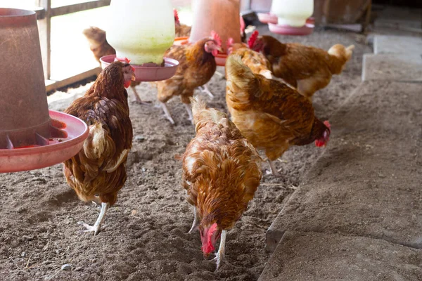 Hens Chicken Farm Organic Poultry House — Photo