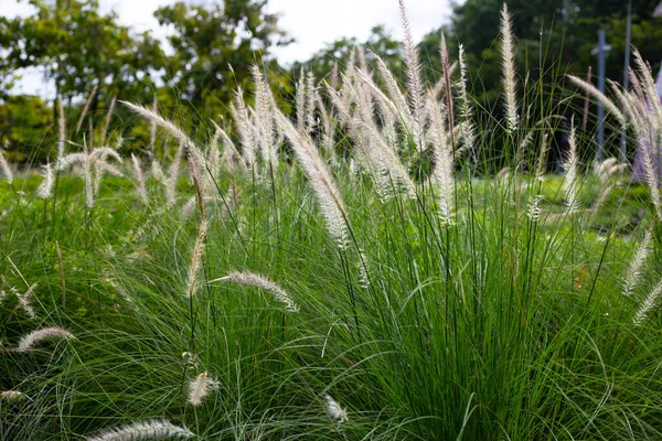 Fountain Grass Pennisetum Alopecuroides — Foto Stock