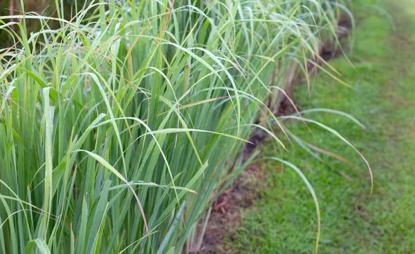 Lemongrass Clump Garden — 스톡 사진