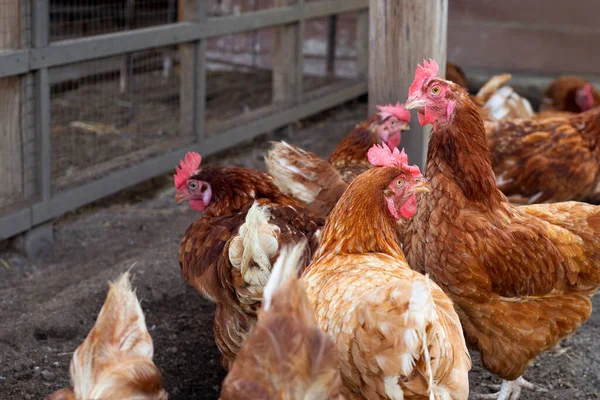 Kury Farmie Kurczaków Drób Ekologiczny — Zdjęcie stockowe