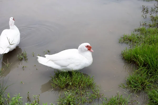 Free Range Duck Farm Natural Organic Duck — Stockfoto