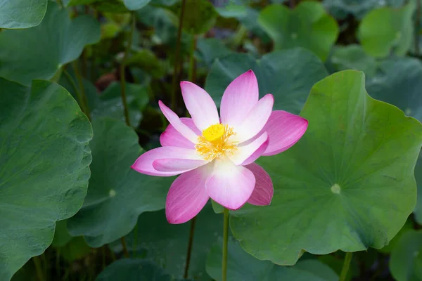 Pink Lotus Flower Blooming Pond Green Leaves — Photo
