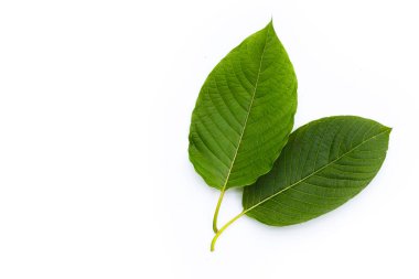 Mitragyna speciosa, beyaz arkaplanda taze kratom yaprakları