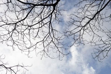 Dead branches tree silhouette with blue sky and cloud