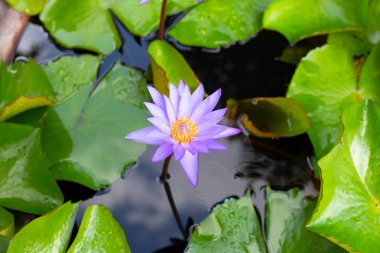 Nymphaea lotus flower with leaves, Beautiful blooming water lily
