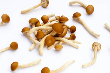 Beyaz arka planda Yanagi Matsutake mantarı.