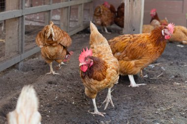 Tavuk çiftliğinde tavuklar. Organik kümes hayvanları.