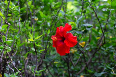 Blossom of red hibiscus flower on tree