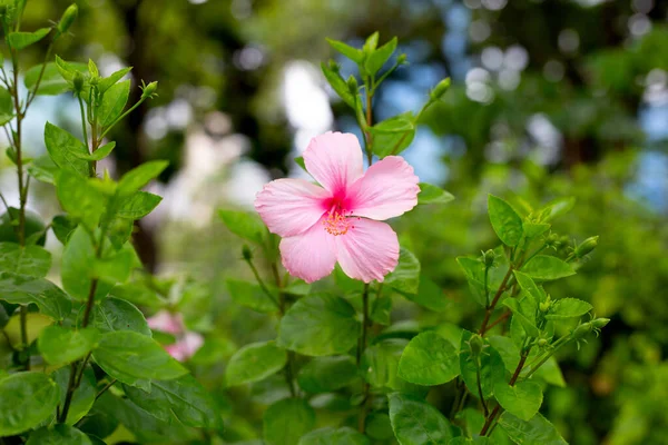 Blossom Pink Hibiscus Flower Tree — Zdjęcie stockowe