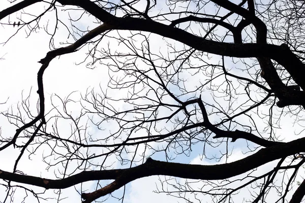 Dead Branches Tree Silhouette Blue Sky Cloud — Photo