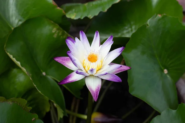 Nymphaea Lotus Flower Leaves Beautiful Blooming Water Lily — Foto de Stock