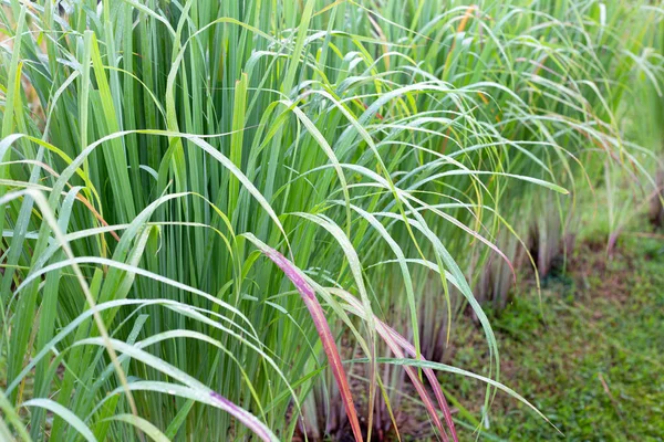 Lemongrass Clump Garden — стоковое фото