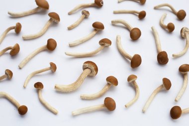 Beyaz arka planda Yanagi Matsutake mantarı.