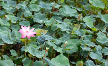 Pink lotus flower blooming in pond with green leaves