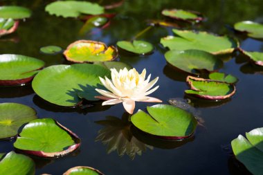Beautiful blooming Nymphaea lotus flower with leaves, Water lily pot