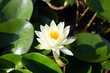 Beautiful blooming Nymphaea lotus flower with leaves, Water lily pot
