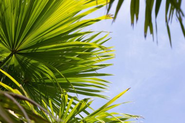Mavi gökyüzü olan palmiye ağacı