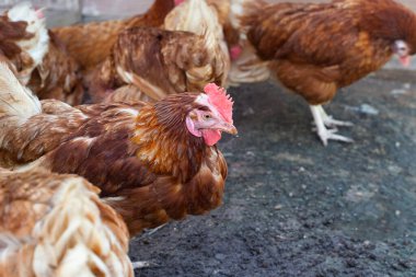 Tavuk çiftliğinde tavuklar. Organik kümes hayvanları.