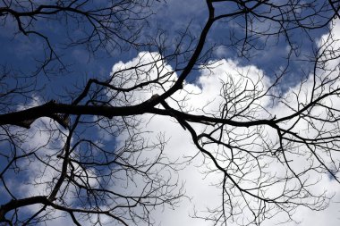 Dead branches tree silhouette with blue sky and cloud