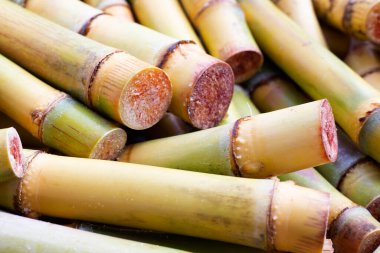 Şeker kamışını dikmek için kes