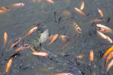 Göletteki Kırmızı Tilapia Balığı