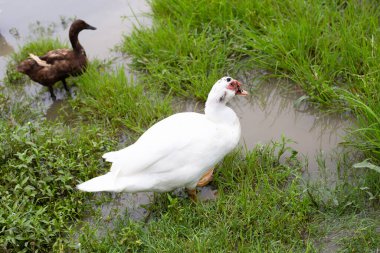 Free range duck farm. Natural organic duck